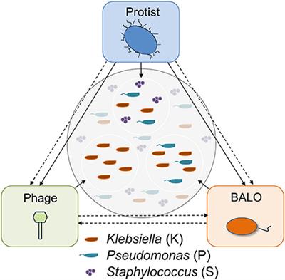 A Generalist Protist Predator Enables Coexistence in Multitrophic Predator-Prey Systems Containing a Phage and the Bacterial Predator Bdellovibrio